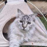 Photo de chat perdu à Marseille