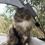 Photo de chat perdu à Drumettaz Clarafond