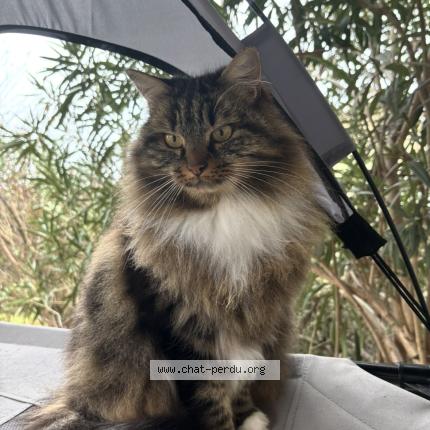 Photo 1/1 Ouna Chat perdu à Drumettaz clarafond