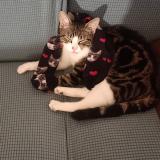 Photo de chat perdu à Tournefeuille