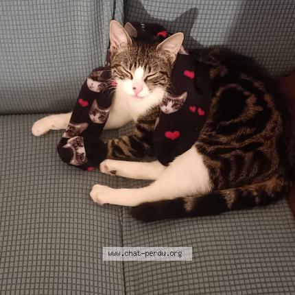 Photo 1/2 Gustave Chat perdu à Tournefeuille