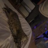 Photo de chat trouvé à Chambray Les Tours