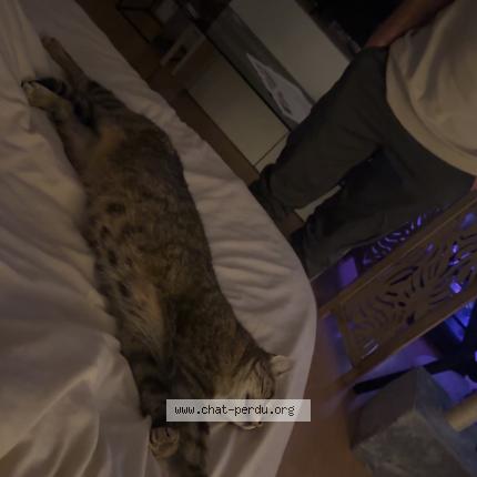 Photo 1/1 Chat trouvé Trouvé à Chambray les tours