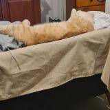 Photo de chat perdu à Chouze Sur Loire