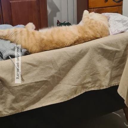 Photo 1/1 cathie girard Chat perdu à Chouze sur loire