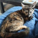 Photo de chat perdu à Bazas