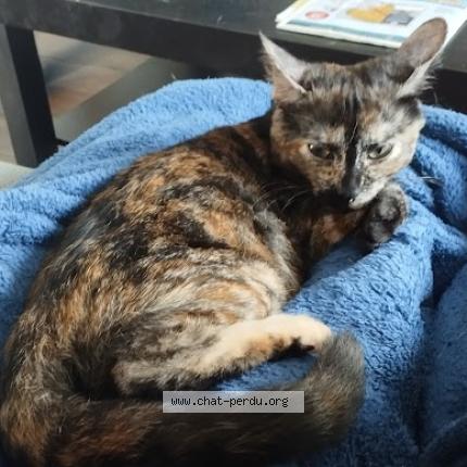 Photo 1/1 Pops Chat perdu à Bazas