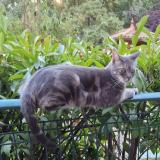 Photo de chat perdu à Lyon