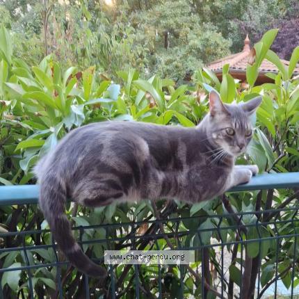 Photo 1/1 Chat retrouvé Perdu à Lyon