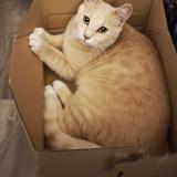 Photo de chat perdu à Blanzat