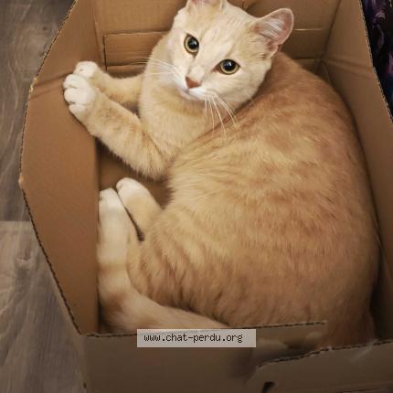 Photo 1/4 Nanoch Chat perdu à Blanzat