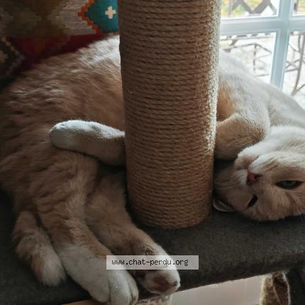 Photo 2/4 Nanoch Chat perdu à Blanzat