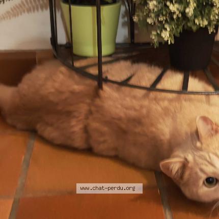 Photo 3/4 Nanoch Chat perdu à Blanzat