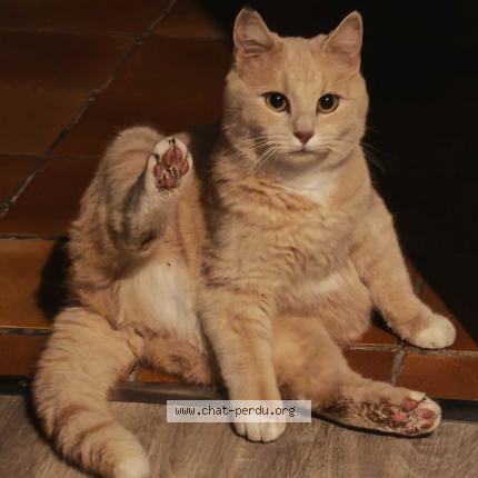 Photo 4/4 Nanoch Chat perdu à Blanzat