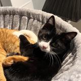 Photo de chat perdu à St Jean De Bournay