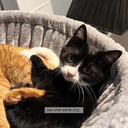 Photo 1/1 Chat retrouvé Perdu à St jean de bournay