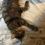 Photo de chat perdu à Herisson