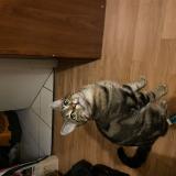 Photo de chat perdu à Saint Jean De Boiseau