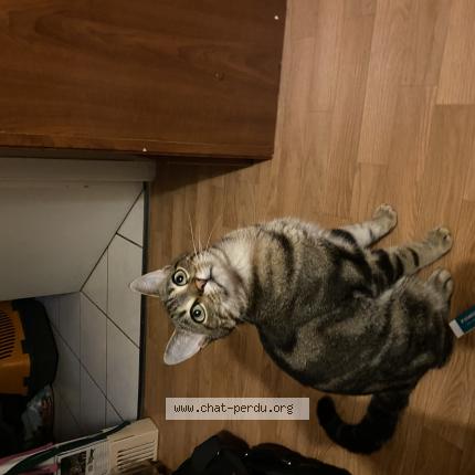 Photo 1/1 Sherlock Chat perdu à Saint jean de boiseau