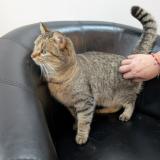 Photo de chat trouvé à Thorigne Fouillard