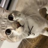 Photo de chat perdu à Graulhet