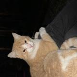 Photo de chat perdu à Cachan