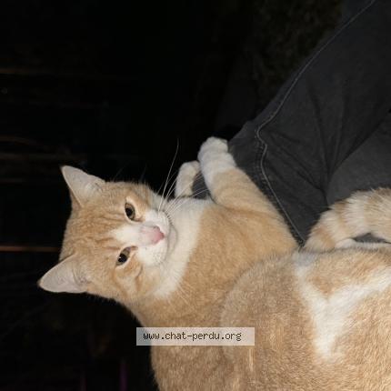 Photo 1/1 Ugo Chat perdu à Cachan