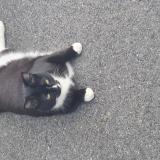 Photo de chat perdu à Saint Germain Sur Morin