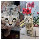 Photo de chat perdu à Tucson