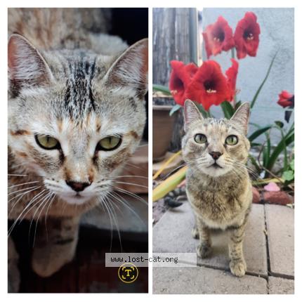 Photo 1/1 Cookie Chat perdu à Tucson