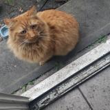 Photo de chat trouvé à Fleury Merogis