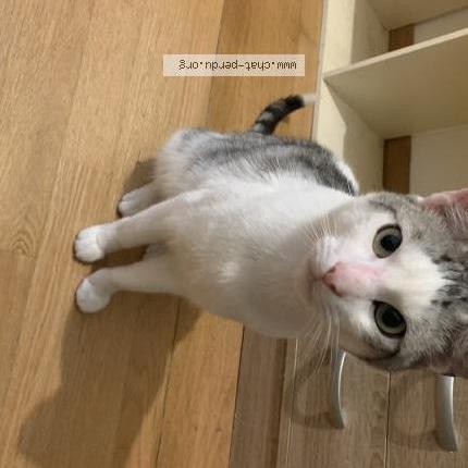 Photo 1/1 Chat retrouvé Perdu à Calais