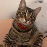 Photo de chat perdu à Lorient