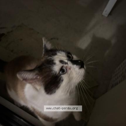 Photo 1/1 Chat retrouvé Trouvé à Mont de marsan