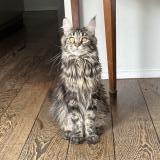 Photo de chat trouvé à Bruxelles Uccle