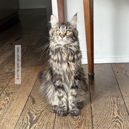 Photo 1/1 Chat trouvé Trouvé à Bruxelles uccle