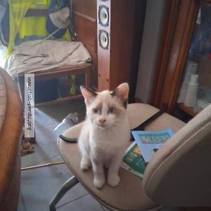 Photo 2/4 Bianka Chat perdu à Montech