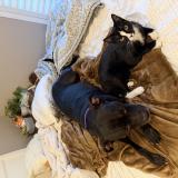 Photo de chat perdu à Lee S Summit