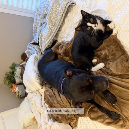 Photo 1/1 Jasper Chat perdu à Lee s summit