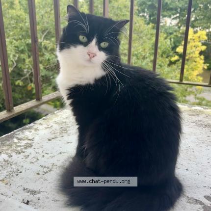 Photo 1/1 Chat retrouvé Perdu à Quimper