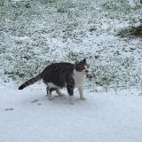 Photo de chat perdu à Punchy