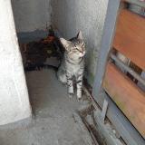 Photo de chat trouvé à Montevideo