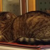 Photo de chat perdu à Chuzelles