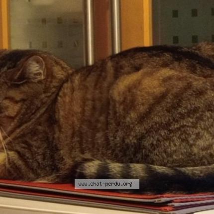 Photo 1/2 Zephir Chat perdu à Chuzelles