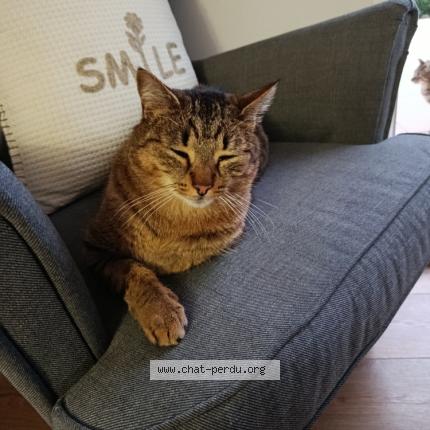 Photo 2/2 Zephir Chat perdu à Chuzelles