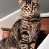 Photo de chat perdu à Stayner