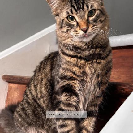 Photo 1/1 Beans Chat perdu à Stayner