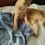 Photo de chat perdu à Thomasville