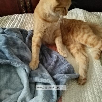 Photo 1/1 Simba Chat perdu à Thomasville