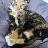 Photo de chat perdu à Lindenhurst